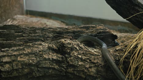 slender black mamba snake gliding across rough tree bark in a naturalistic setting