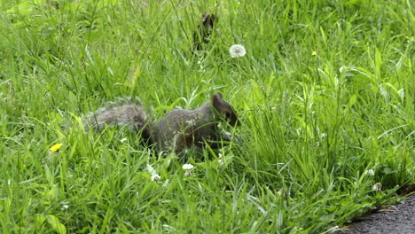 Una-Ardilla-Comiendo-Nueces-En-La-Hierba-Junto-A-La-Carretera