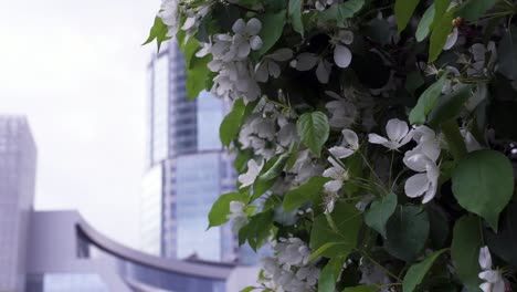 modern skyscraper with spring flowers