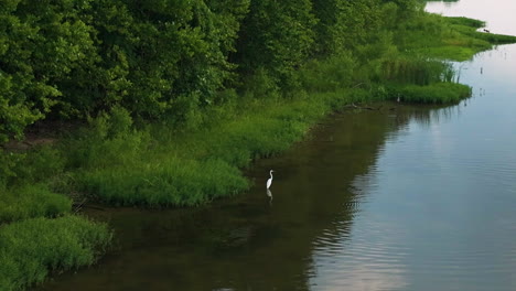 Great-Egret-Bird-Foraging-On-Calm-Lake-In-Spadra-Park,-Arkansas,-USA