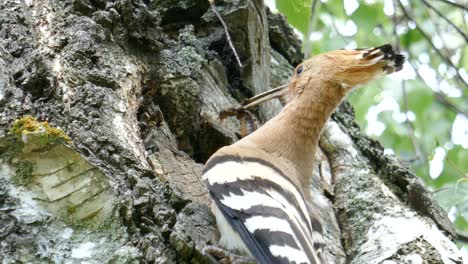 A-beautiful-closeup-of-a-eurasian-hoopoe