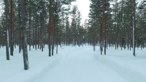 snowy winter forest path