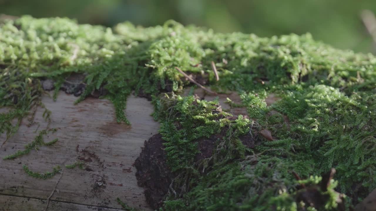 Filmato macro di muschio su un tronco in una foresta