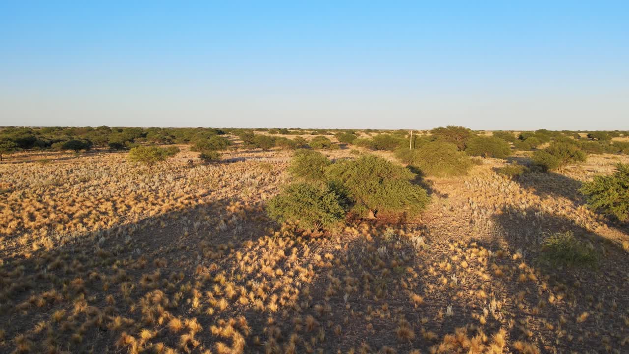 Wüstenbildung von Strauch- und Waldlandschaften, die mit zunehmendem Schmutz und kahlem Boden austrocknen