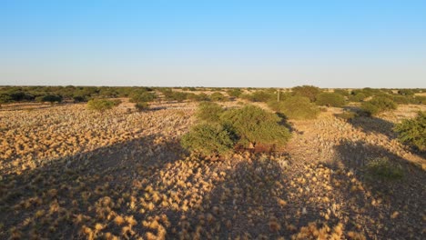 desertification of shrub and forest landscape drying out with more dirt and bare earth