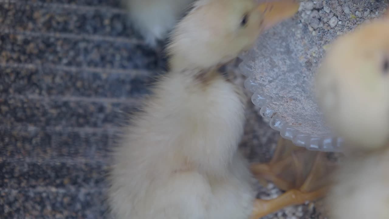 Close-up of ducklings