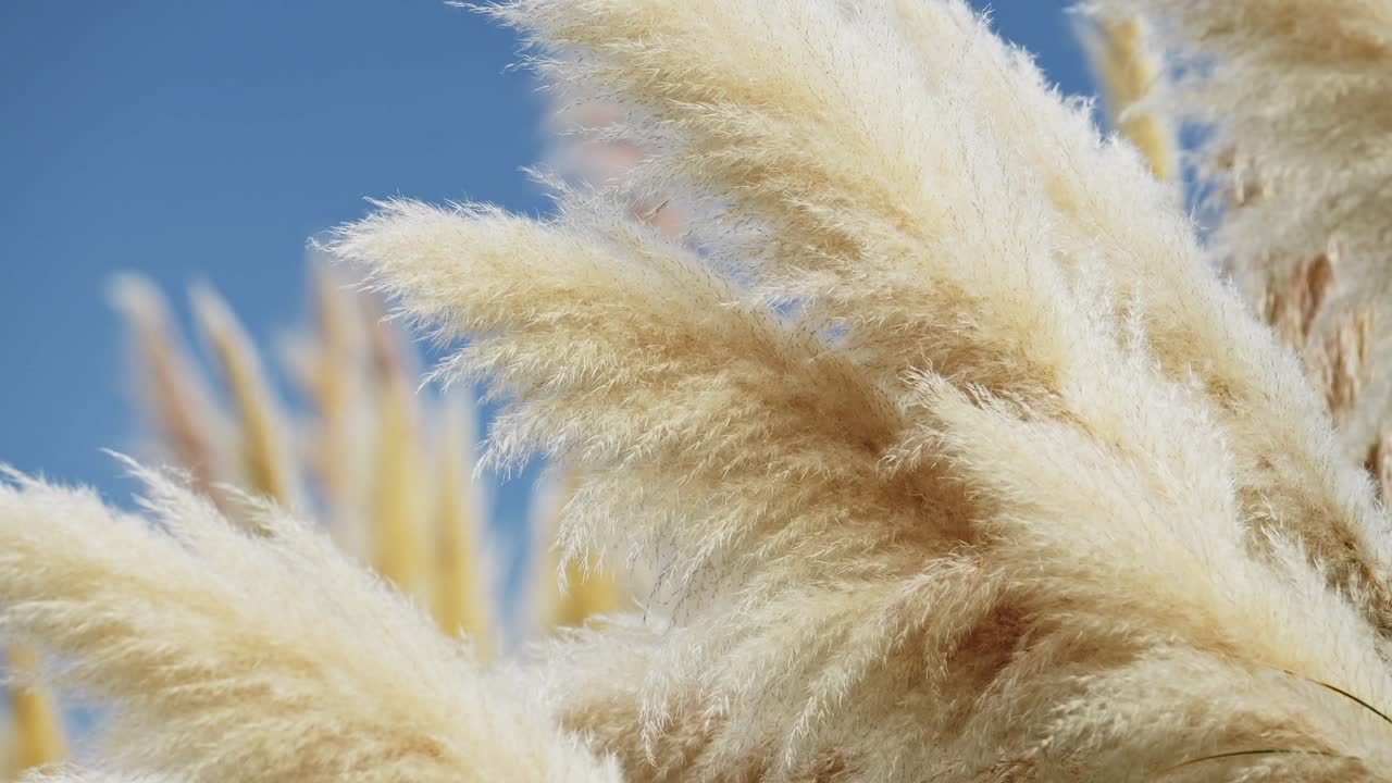 바람에 흔들리는 파스 잔디 식물, 바람이 부는 날씨에 부드럽게 불어오는 잔디의 배경, 빛의 빛에 푸른 하늘과 함께 아름다운 자연 촬영