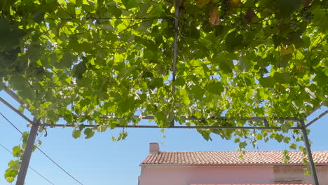 techo de planta de vid en el patio trasero