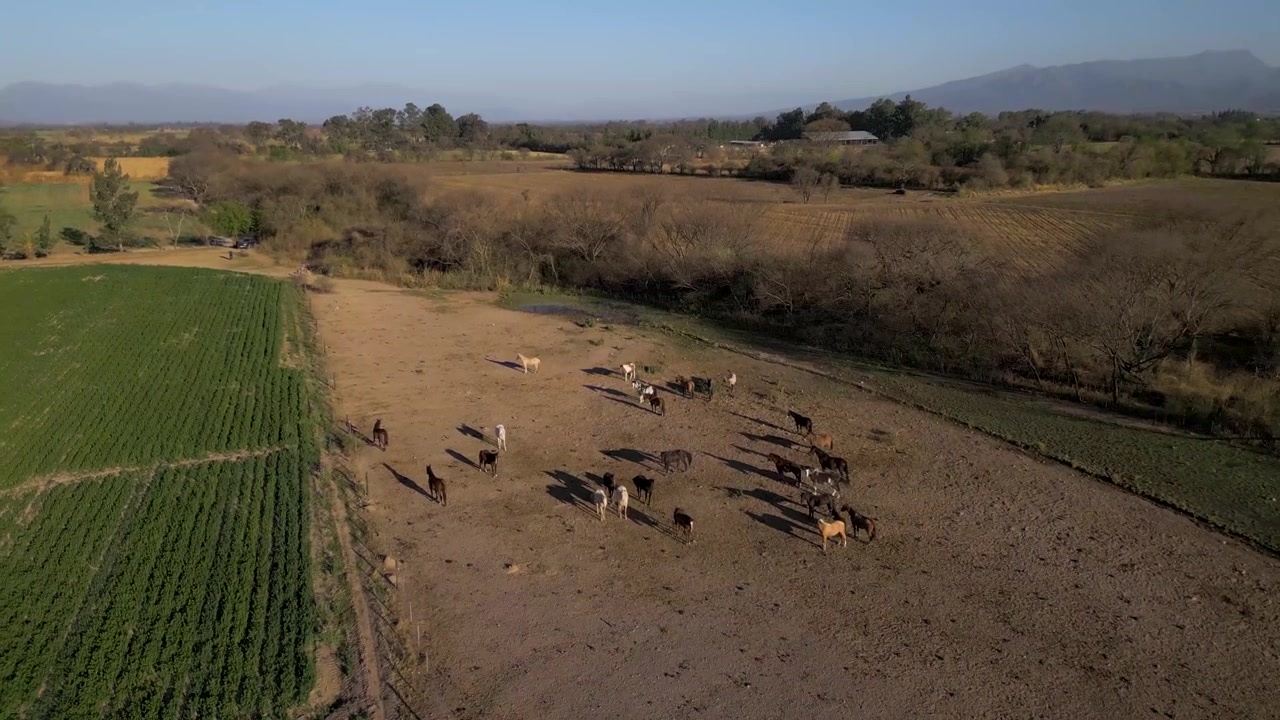 Vista aerea di una mandria di cavalli radunata su una radura rurale polverosa