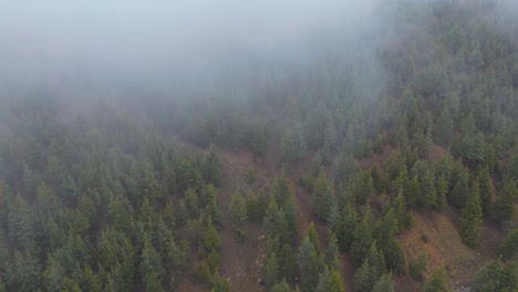 Eine-Luftaufnahme-Eines-üppigen,-Grünen-Waldes,-Der-Sanfte-Berge-Bedeckt-Und-In-Einen-Dichten,-Nebligen-Nebel-Gehüllt-Ist