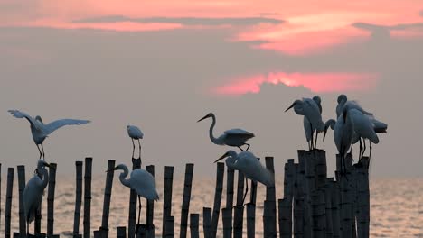 The-Great-Egret,-also-known-as-the-Common-Egret-or-the-Large-Egret