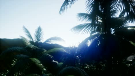 Sunset-Beams-through-Palm-Trees