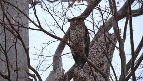 Seen-behind-branches-and-twigs-waiting-for-the-dark,-Spot-bellied-Eagle-Owl-Ketupa-nipalensis,-Thailand