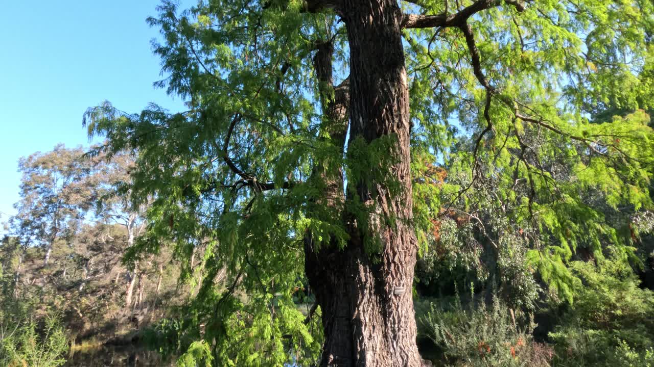 나무 와 자연 의 조용 한 풍경