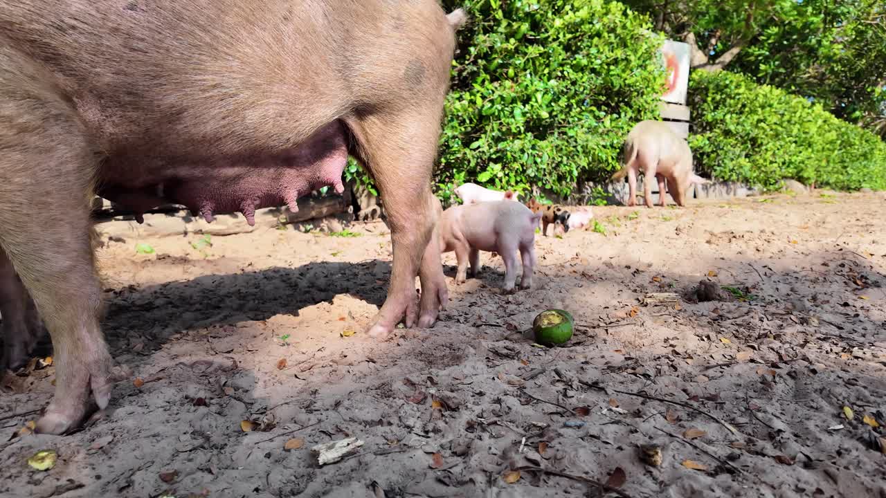 Mother Pig with her Baby Piglets Foraging for Food on a Sunny Farm Day