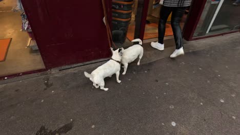 two dogs waiting outside a shop