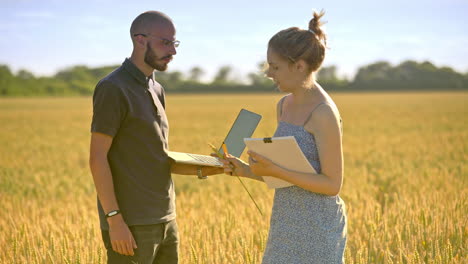 agro researchers analyzing wheat harvest. agribusiness people in field at summer