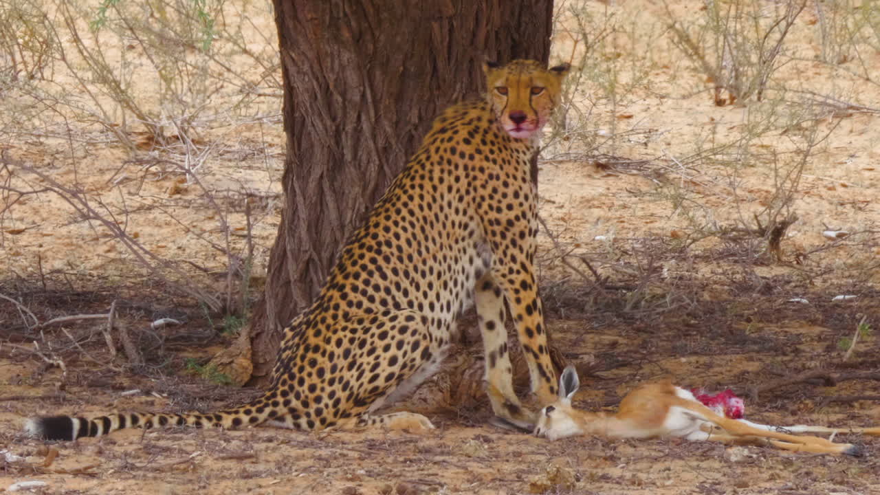 guepardo sentado y mirando alrededor con manchas de sangre alrededor de la boca después de comer una gacela fresca en el desierto de kalahari, sudáfrica