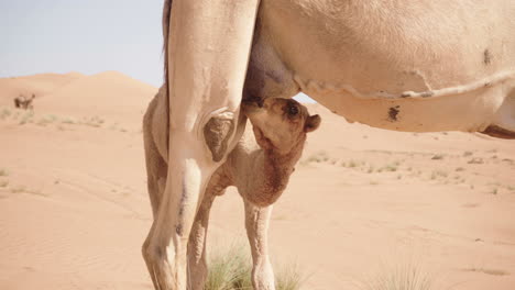 Camel-drinking-from-mother-in-the-Wahiba-desert-of-Oman