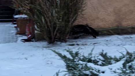 Wild-shot-of-a-mainecoon-big-cat-running-in-winter-garden-shaking-its-fur-animal-feline-with-large-tail-panoramic-wide-shot-around-plants