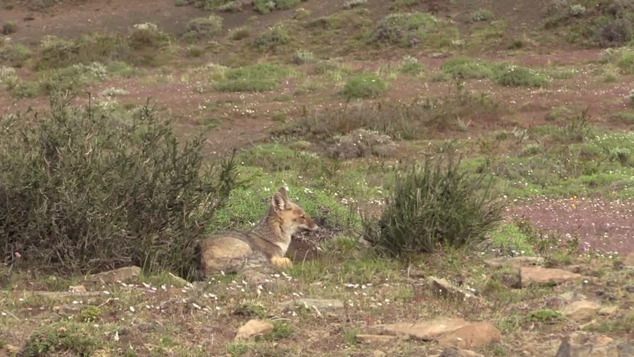 바람 부는 날 토레스 델 페인, 파타고니아 땅에 누워 있는 외로운 회색 여우 - 클로즈업 샷