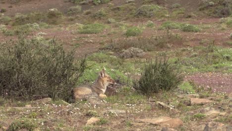 un zorro gris solitario tirado en el suelo en torres del paine, patagonia en un día ventoso - primer plano