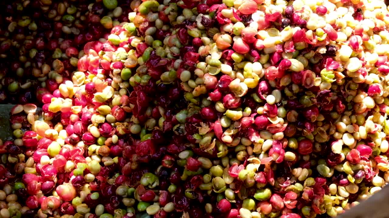 동티모르의 아마 바구니에 커피 수확 시즌 동안 잘 익은 커피 체리를 펄프화