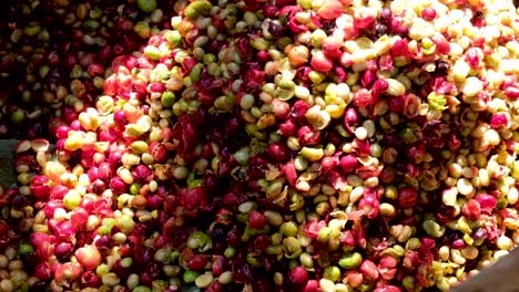 pulping ripe coffee cherries during coffee harvest season into a flax basket in timor leste