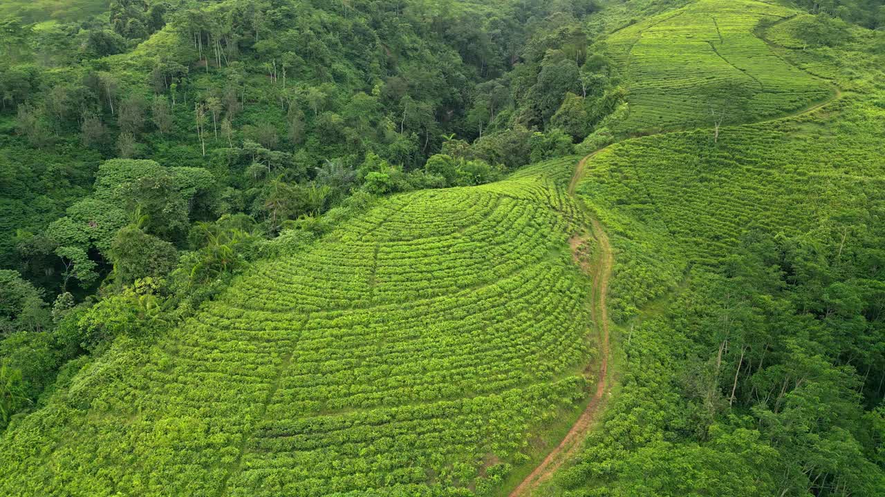 Video aereo di vaste piantagioni di tè in Indonesia che coprono dolci colline con file di coltivazioni ben disposte, sentieri agricoli e una vegetazione tropicale lussureggiante che modellano una zona agricola montana produttiva