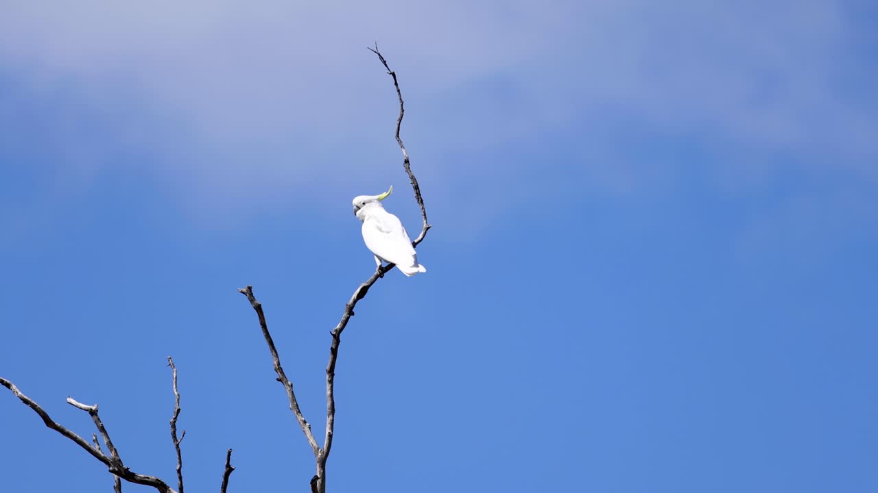 la cacatúa se mueve de descanso a vuelo contra el cielo