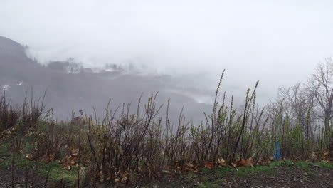 a beautiful nature video of a snowy mountain, bushes, trees and misty clouds and fog during winter on the vitosha mountain in sofia, bulgaria