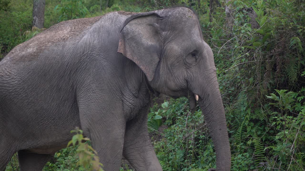elefante asiático tailandés salvaje caminando en la jungla y poniendo el tronco en el aire