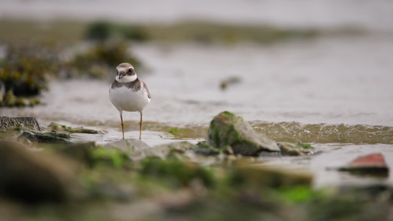 Common ringed plover bird walks in shallow water washing over stony shore