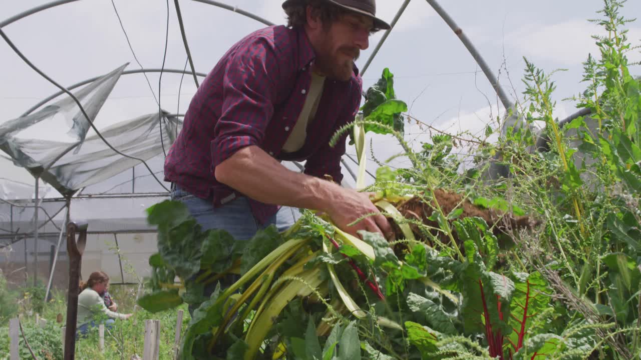 초점을 맞춘 백인 남자가 온실에서 채소를 수집하고 있습니다.