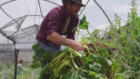 hombre caucásico enfocado recogiendo verduras en el invernadero