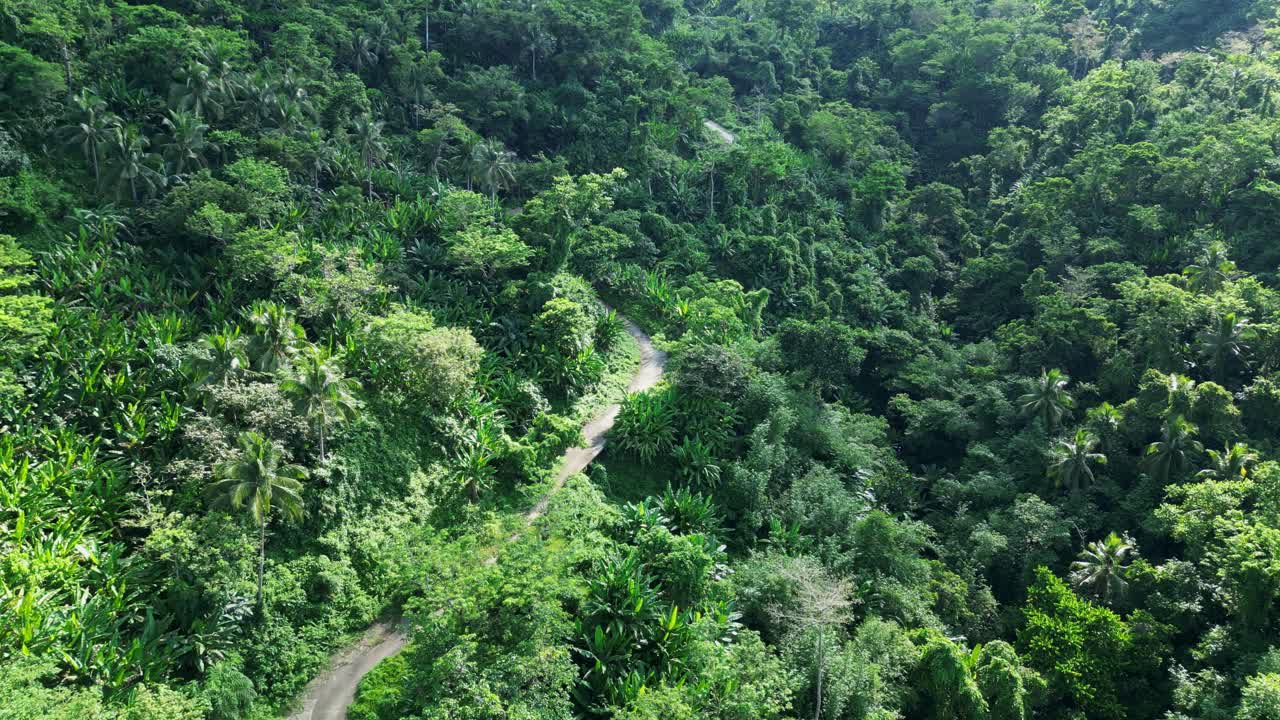 estrecho camino de montaña a través de la densa vegetación forestal en baras, catanduanes
