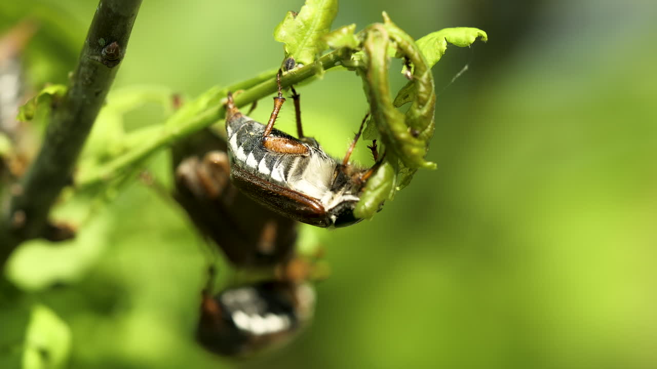 puede escarabajo comiendo hojas jóvenes de roble - primer plano