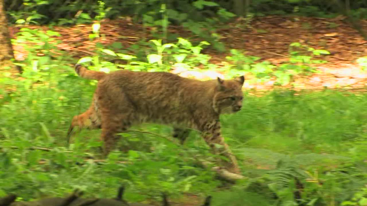 Tre linci rosse in una foresta di giorno