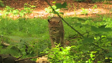 Three-bobcats-in-a-forest-at-day