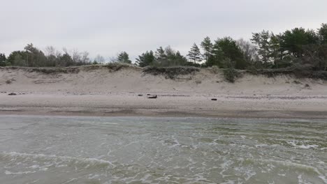 Beautiful-aerial-establishing-view-of-Baltic-sea-coast,-overcast-winter-day,-calm-beach-with-white-sand,-pine-tree-forest,-coastal-erosion,-climate-changes,-low-wide-drone-shot-moving-back