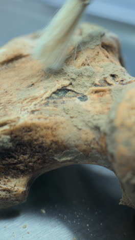 cleaning a fossil bone