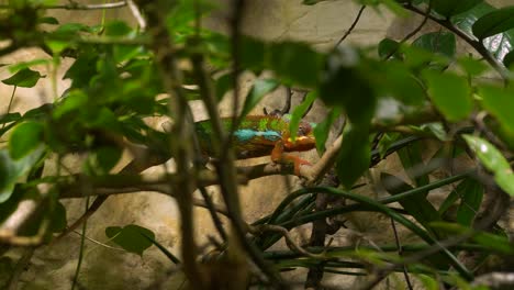 Long-clip-of-moving-chameleon-showing-many-colours-with-clearly-visible-body-climbing-downward-showing-his-belly-underside