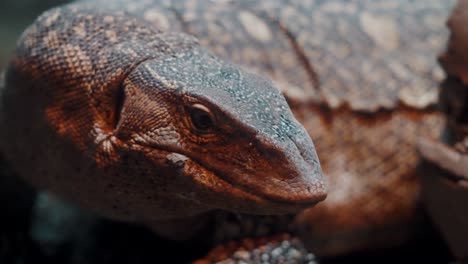 closeup portrait of adult nile monitor with eyes looking at the side