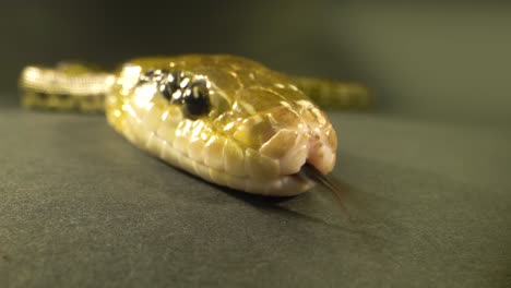 primer plano de la cabeza de una serpiente