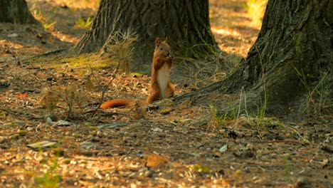 amazing fluffy squirrel eats nut in the wood