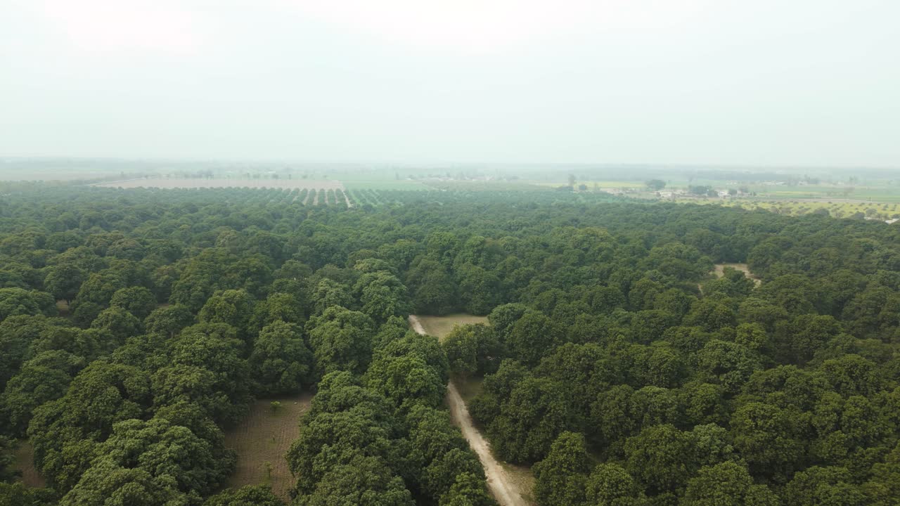 Imagens deslumbrantes de drone em 4K exibindo um vasto pomar de mangueiras com árvores espaçadas uniformemente em uma plantação manejada. A perspectiva aérea destaca a vegetação exuberante e as terras agrícolas.