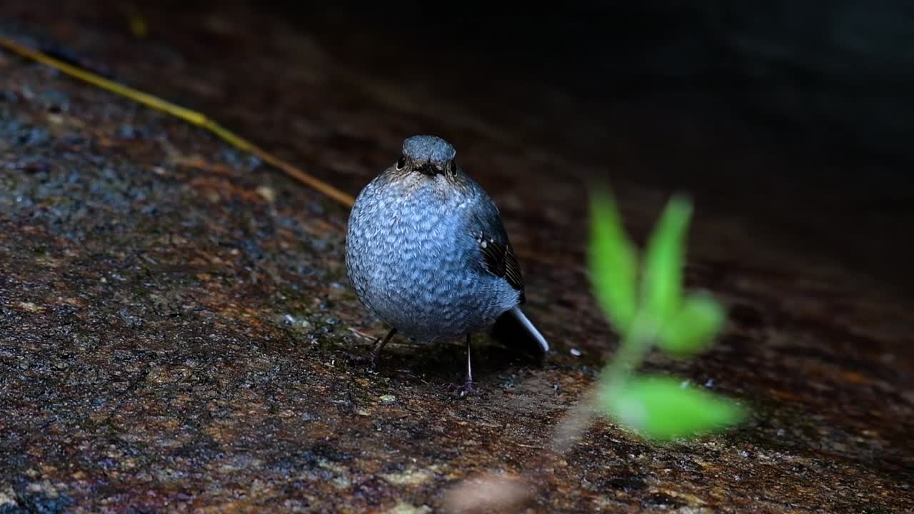 esta hembra de colirrojo plomizo no es tan colorida como el macho pero seguro que es tan esponjosa como una bola de un lindo pájaro