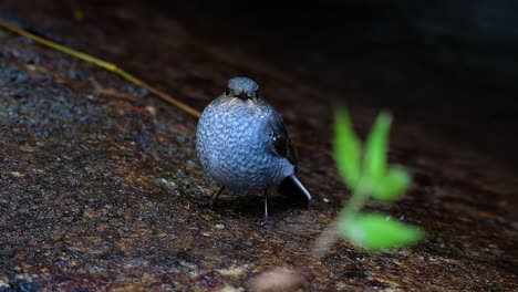 Dieser-Weibliche-Rotschwänzchen-Ist-Nicht-So-Farbenfroh-Wie-Das-Männchen,-Aber-Sicher-So-Flauschig-Wie-Ein-Knäuel-Eines-Niedlichen-Vogels