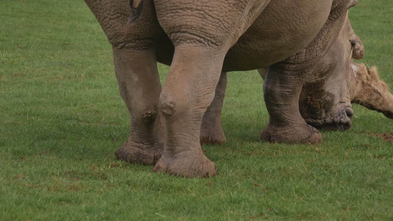 The Southern White Square-Lipped Rhinoceros Eats Grass