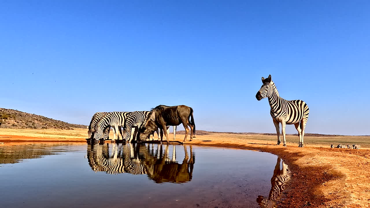 Reflection in natural waterhole of game reserve of zebras drinking water